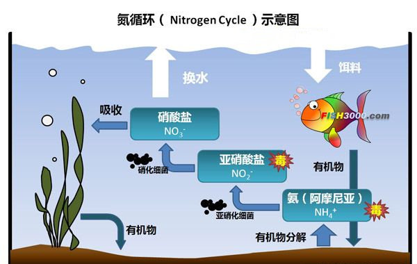 水產(chǎn)養(yǎng)殖降氨氮快速方法，中詢生物：用對了，12小時可達安全值